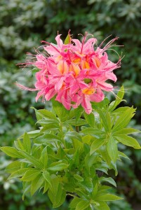 Rhododendron micranthum Rosata mB 80- 100