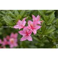 Rhododendron micranthum Rosata mB 80- 100