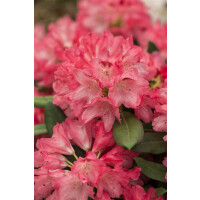 Rhododendron yakushimanum Sneezy I mB 160- 180