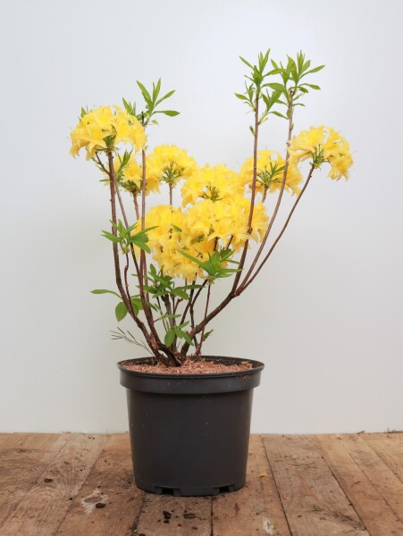 Rhododendron luteum I  C 5 30- 40