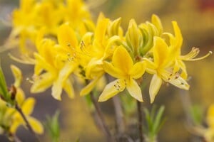 Rhododendron luteum I  C 5 30- 40