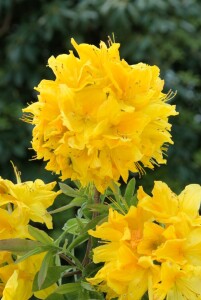 Rhododendron luteum I  C 5 30- 40