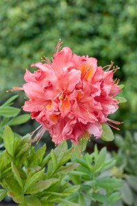 Rhododendron luteum I  C 5 30- 40