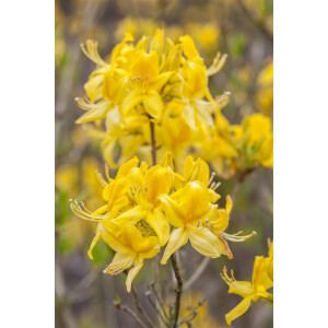 Rhododendron luteum I  C 5 30- 40
