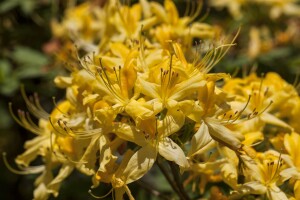 Rhododendron luteum I  C 5 30- 40