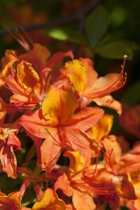 Rhododendron luteum I  C 5 30- 40