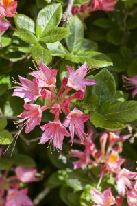 Rhododendron luteum I  C 5 30- 40