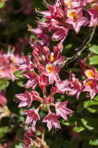 Rhododendron luteum I  C 5 30- 40