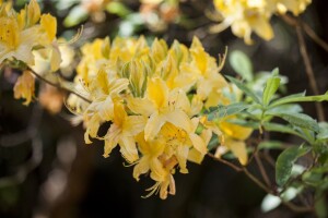 Rhododendron luteum I  C 5 30- 40