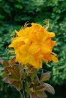 Rhododendron luteum I  C 5 30- 40