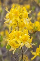 Rhododendron luteum I  C 5 30- 40