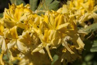 Rhododendron luteum I  C 5 30- 40