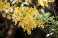 Rhododendron luteum I  C 5 30- 40