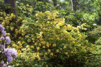 Rhododendron luteum I  C 5 30- 40