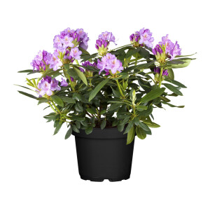 Rhododendron Catawbiense Grandiflorum I C 5 40- 50