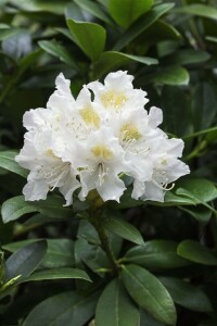 Rhododendron Cunninghams White I C 5 40- 50