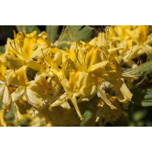 Rhododendron luteum I  C 5 40- 50