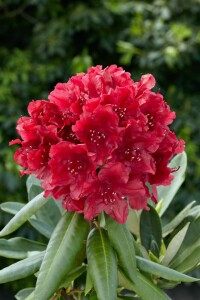 Rhododendron Karl Naue II C 5 30- 40