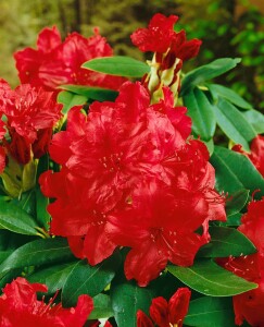 Rhododendron Karl Naue II C 5 30- 40