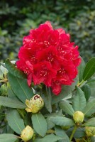 Rhododendron Karl Naue II C 5 30- 40