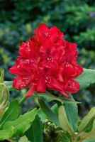 Rhododendron Karl Naue II C 5 30- 40