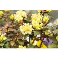 Rhododendron hanceanum Princess Anne mB 30- 40
