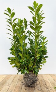 Prunus laurocerasus Novita mB 80- 100 buschig Sonderaktion