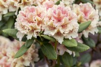 Rhododendron beliebte Sorten
