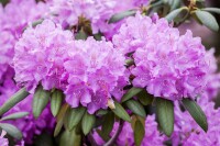 Rhododendron beliebte Sorten