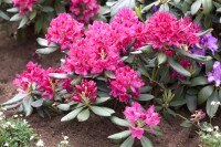 Rhododendron Sorte - Nova Zembla 40- 50 cm