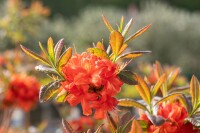 Rhododendron Sorte - luteum Fireball 30- 40 cm