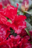 Rhododendron Sorte - repens Scarlet Wonder 15- 20 cm
