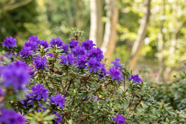 Rhododendron Sorte - impeditum Azurika 20- 25 cm