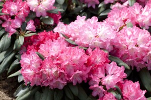 Rhododendron Sorte - impeditum Azurika 20- 25 cm