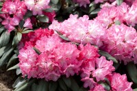 Rhododendron Sorte - yakushimanum Anuschka 30- 40 cm