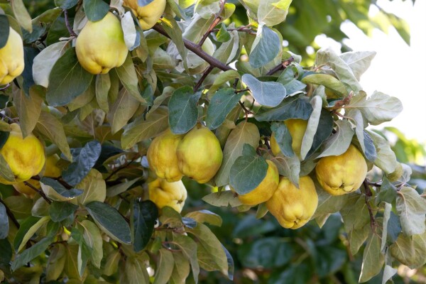 Terrassenobst Zwergobst Cydonia Birnenquitte