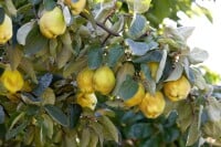 Terrassenobst Zwergobst Sorten im Topf gewachsen Cydonia...