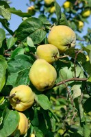 Terrassenobst Zwergobst Sorten im Topf gewachsen Cydonia Birnenquitte Terrassenobst Zwergobst