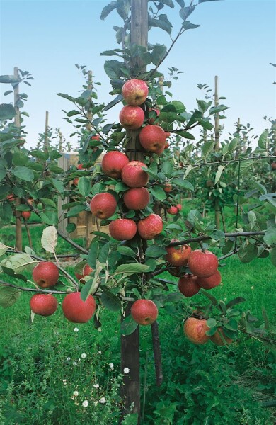 Terrassenobst Zwergobst Malus Apfel Roter Boskoop