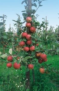 Terrassenobst Zwergobst Malus Apfel Roter Boskoop