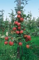 Terrassenobst Zwergobst Sorten im Topf gewachsen Malus Apfel Roter Boskoop Terrassenobst Zwergobst