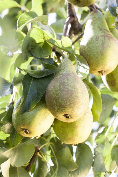 Terrassenobst Zwergobst Sorten im Topf gewachsen Pyrus communis Birne Conferencebirne Terrassenobst Zwergobst