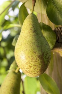 Terrassenobst Zwergobst Sorten im Topf gewachsen Pyrus communis Birne Conferencebirne Terrassenobst Zwergobst