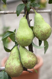 Terrassenobst Zwergobst Sorten im Topf gewachsen Pyrus communis Birne Conferencebirne Terrassenobst Zwergobst