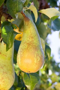 Terrassenobst Zwergobst Sorten im Topf gewachsen Pyrus communis Birne Conferencebirne Terrassenobst Zwergobst