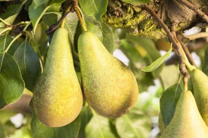 Terrassenobst Zwergobst Sorten im Topf gewachsen Pyrus communis Birne Conferencebirne Terrassenobst Zwergobst