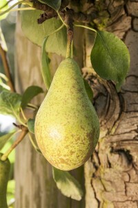 Terrassenobst Zwergobst Sorten im Topf gewachsen Pyrus communis Birne Conferencebirne Terrassenobst Zwergobst