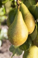 Terrassenobst Zwergobst Sorten im Topf gewachsen Pyrus communis Birne Conferencebirne Terrassenobst Zwergobst