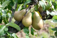 Terrassenobst Zwergobst Sorten im Topf gewachsen Pyrus communis Birne Conferencebirne Terrassenobst Zwergobst