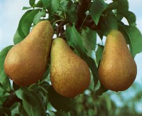 Terrassenobst Zwergobst Sorten im Topf gewachsen Pyrus communis Birne Conferencebirne Terrassenobst Zwergobst